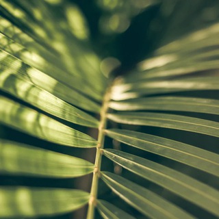 Логотип Телеграм канала Ummu.Saadi. Бесплатная аналитика Telegram каналов