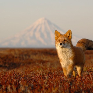 Telegram Channel logo prirodarussii. Free Telegram Channel Analytics