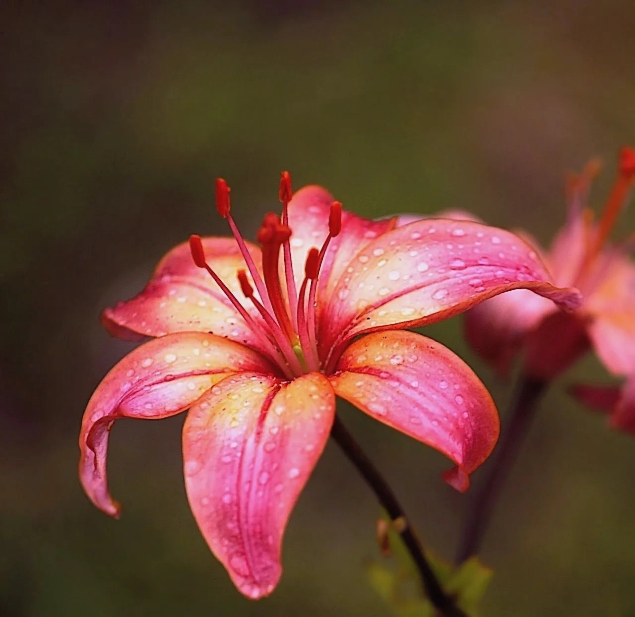 Логотип Телеграм канала club219195918. Бесплатная аналитика Telegram каналов