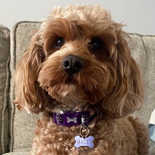 Telegram Channel logo . Free Telegram Channel Analytics