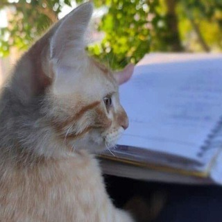 Логотип Телеграм канала ويـشْـتَـاقُـهـمْ قَـلـبِـي Ⓐ" 🤍✨. Бесплатная аналитика Telegram каналов