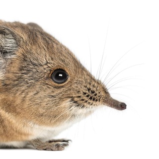 Telegram Channel logo shrewsru. Free Telegram Channel Analytics