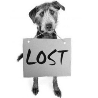 Логотип Телеграм канала poteryashka_minsk. Бесплатная аналитика Telegram каналов