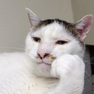 Логотип Телеграм канала Всратые еблеты котов. Бесплатная аналитика Telegram каналов