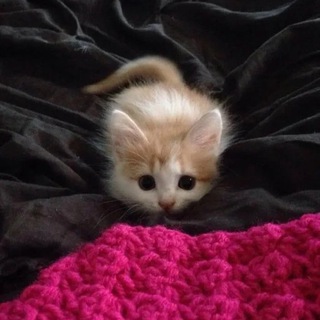 Логотип Телеграм канала хочу. Бесплатная аналитика Telegram каналов