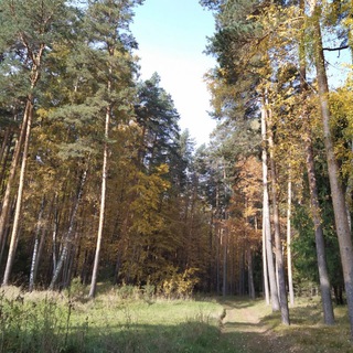 Логотип Телеграм канала . Бесплатная аналитика Telegram каналов