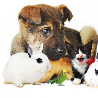 Telegram Channel logo zhivotnie_love. Free Telegram Channel Analytics