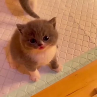 Логотип Телеграм канала КОТЯТА-НЕВДУПЛЯТА. Бесплатная аналитика Telegram каналов