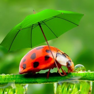 Логотип Телеграм канала test_biologia. Бесплатная аналитика Telegram каналов