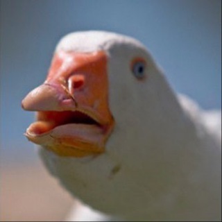 Telegram Channel logo WEIRD MEMES🥥. Free Telegram Channel Analytics