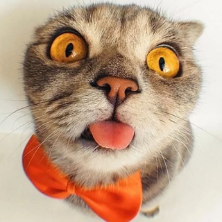 Логотип Телеграм канала kyzkinamate. Бесплатная аналитика Telegram каналов