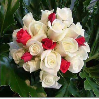 Логотип Телеграм канала libyaa7. Бесплатная аналитика Telegram каналов