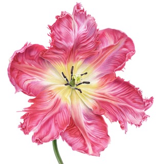 Логотип Телеграм канала . Бесплатная аналитика Telegram каналов