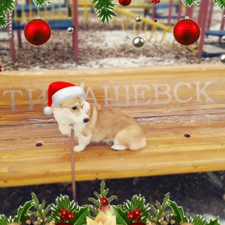 Telegram Channel logo tim_news. Free Telegram Channel Analytics