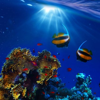 Telegram Channel logo Living Ocean. Free Telegram Channel Analytics