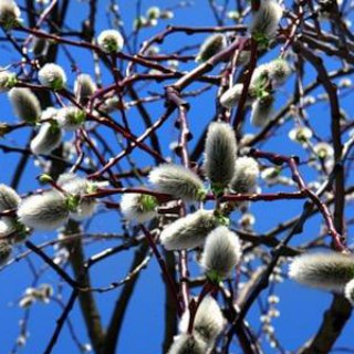 Логотип Телеграм канала Verba. Бесплатная аналитика Telegram каналов