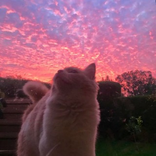 Логотип Телеграм канала nyashgoro. Бесплатная аналитика Telegram каналов