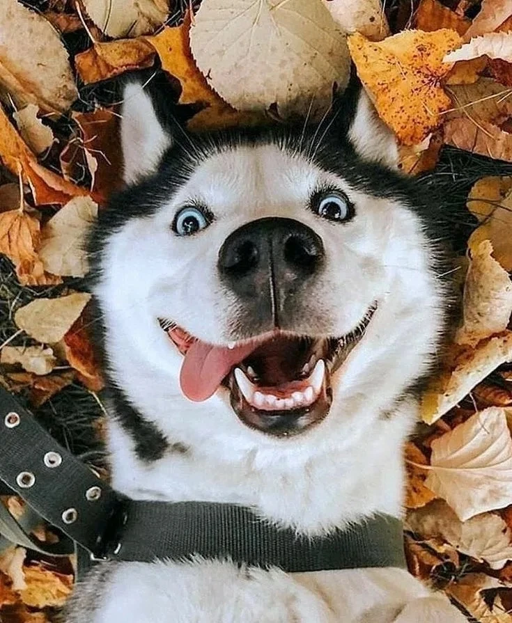 Логотип Телеграм канала zoo_hub. Бесплатная аналитика Telegram каналов