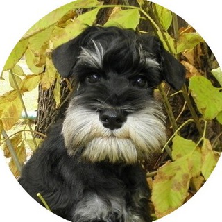 Telegram Channel logo 1-й Собачий!. Free Telegram Channel Analytics