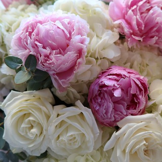 Логотип Телеграм канала . Бесплатная аналитика Telegram каналов