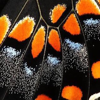 Логотип Телеграм канала Крылышками бяк!. Бесплатная аналитика Telegram каналов