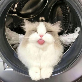 Telegram Channel logo animal_pa. Free Telegram Channel Analytics