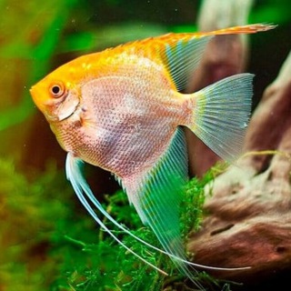 Логотип Телеграм канала Говорящая рыбка с Гедройца. Бесплатная аналитика Telegram каналов