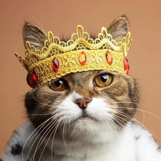 Telegram Channel logo mordashkinson. Free Telegram Channel Analytics