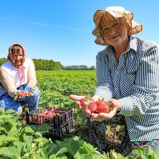 Логотип Телеграм канала nethlopot. Бесплатная аналитика Telegram каналов