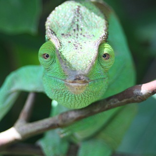 Telegram Channel logo ❤️⬛️⬜️🟥 Gabriele Curschmann-Käsinger. Free Telegram Channel Analytics