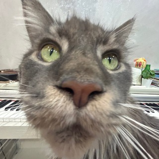 Логотип Телеграм канала . Бесплатная аналитика Telegram каналов