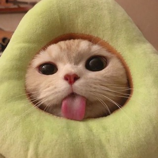 Логотип Телеграм канала платье для кота. Бесплатная аналитика Telegram каналов