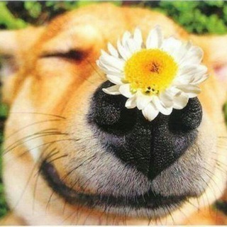 Логотип Телеграм канала Жгучие приколы. Бесплатная аналитика Telegram каналов