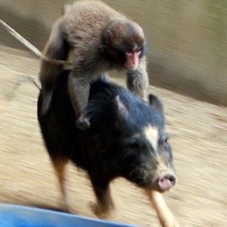 Логотип Телеграм канала . Бесплатная аналитика Telegram каналов