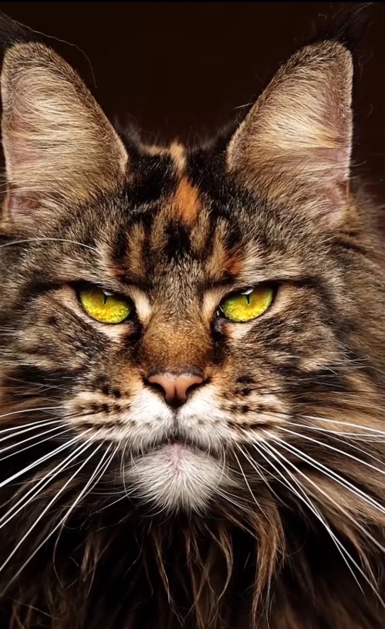 Telegram Channel logo club219433892. Free Telegram Channel Analytics