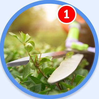 Логотип Телеграм канала vokrug_sada. Бесплатная аналитика Telegram каналов