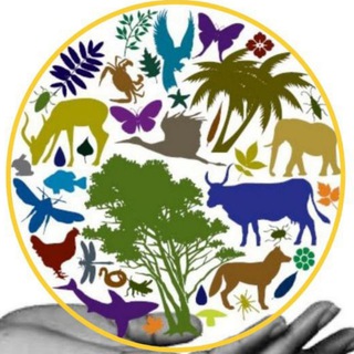 Telegram Channel logo funny_animals_2021. Free Telegram Channel Analytics