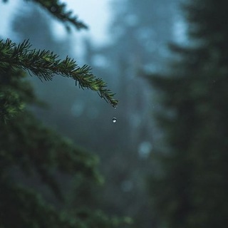 Логотип Телеграм канала . Бесплатная аналитика Telegram каналов