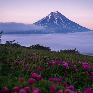 Логотип Телеграм канала . Бесплатная аналитика Telegram каналов