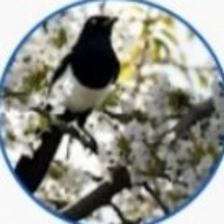 Логотип Телеграм канала soroka1403. Бесплатная аналитика Telegram каналов