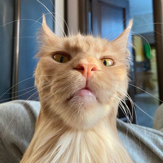 Telegram Channel logo firstcatschannel. Free Telegram Channel Analytics