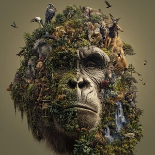 Telegram Channel logo Animal planet. Free Telegram Channel Analytics