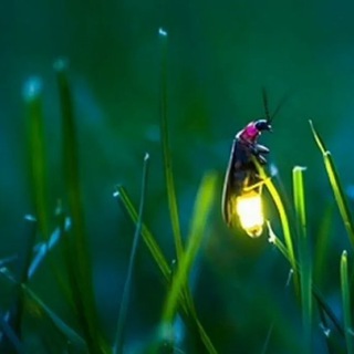 Логотип Телеграм канала . Бесплатная аналитика Telegram каналов