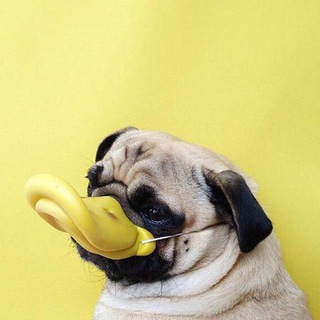 Telegram Channel logo Уткогорлонос. Free Telegram Channel Analytics