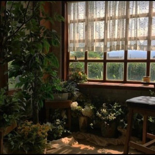 Логотип Телеграм канала 🍃Plants🍃. Бесплатная аналитика Telegram каналов