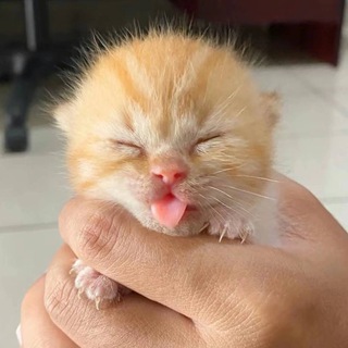 Telegram Channel logo +fzwemOrP7fw0ODJi. Free Telegram Channel Analytics