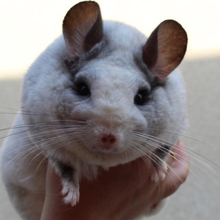 Логотип Телеграм канала . Бесплатная аналитика Telegram каналов