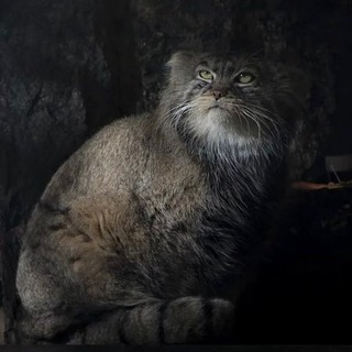 Логотип Телеграм канала manulzoo. Бесплатная аналитика Telegram каналов