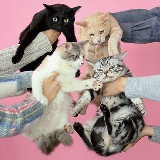 Логотип Телеграм канала котівня 🐱. Бесплатная аналитика Telegram каналов