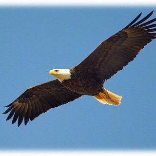 Telegram Channel logo Michaels Gedanken zum Weltbild. Free Telegram Channel Analytics